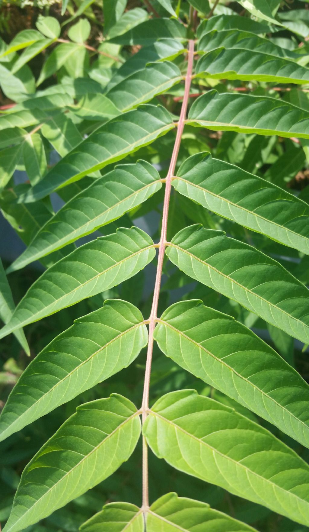 Ailanthus altissima